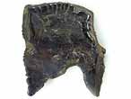 Fossile d'caille ganoide de Poisson Lepidotes maximus du jurassique Boulonnais